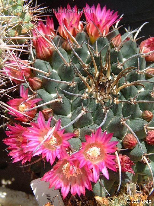 Mammillaria magnimamma vagaspina Dscf1548